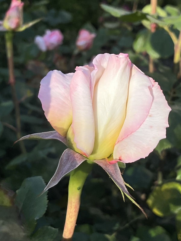 'Sweet Diana (Hybrid Tea)' rose photo