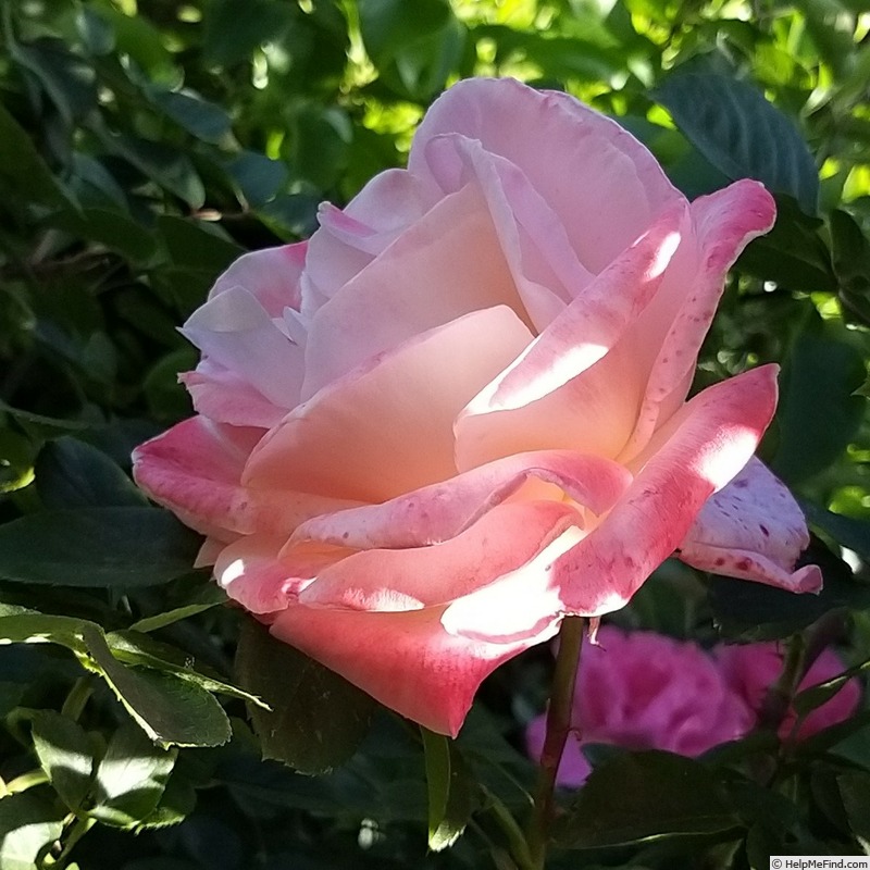 'Laetitia Casta ®' rose photo
