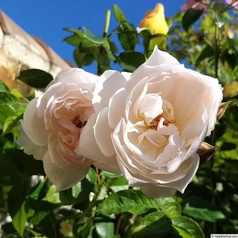 'The Generous Gardener' rose photo