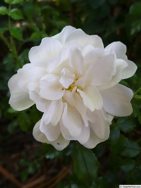 'Diamant® (shrub, Kordes, 2001)' rose photo