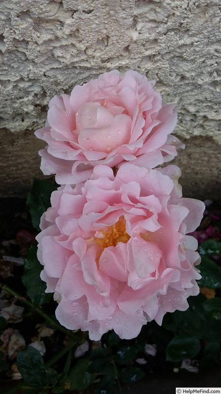 'Sophie Rochas ®' rose photo