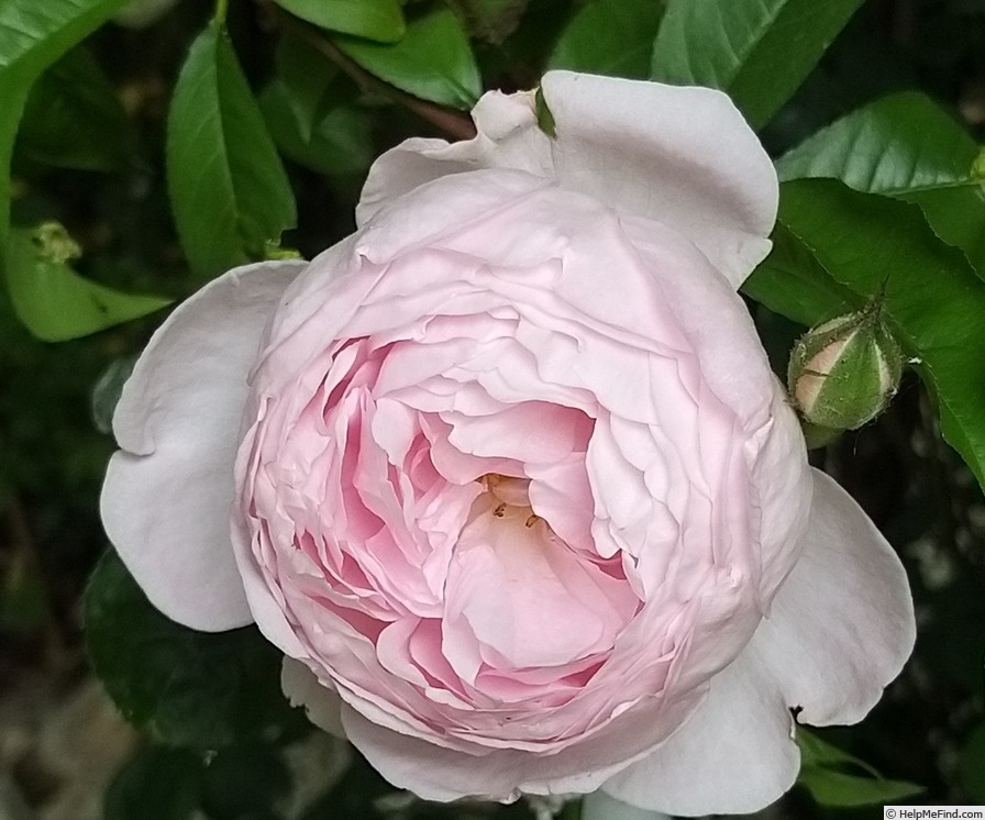 'Scepter'd Isle ®' rose, click to enlarge 'Scepter'd Isle ®' rose photo