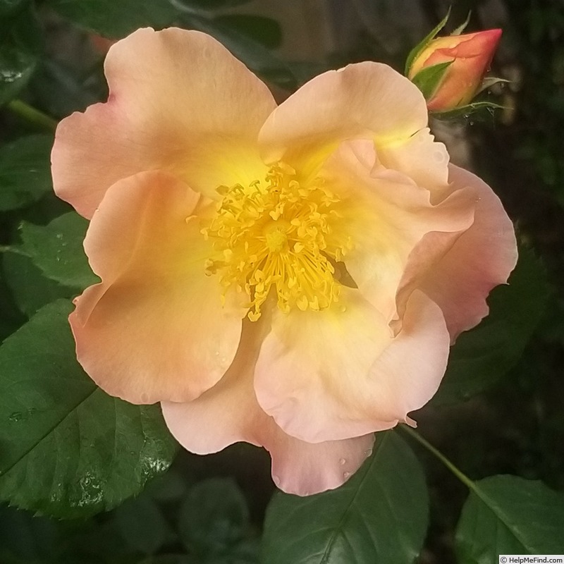'Fighting Temeraire ®' rose photo