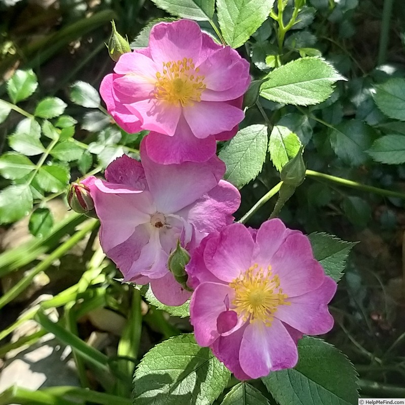 'Lavender Dream' rose photo