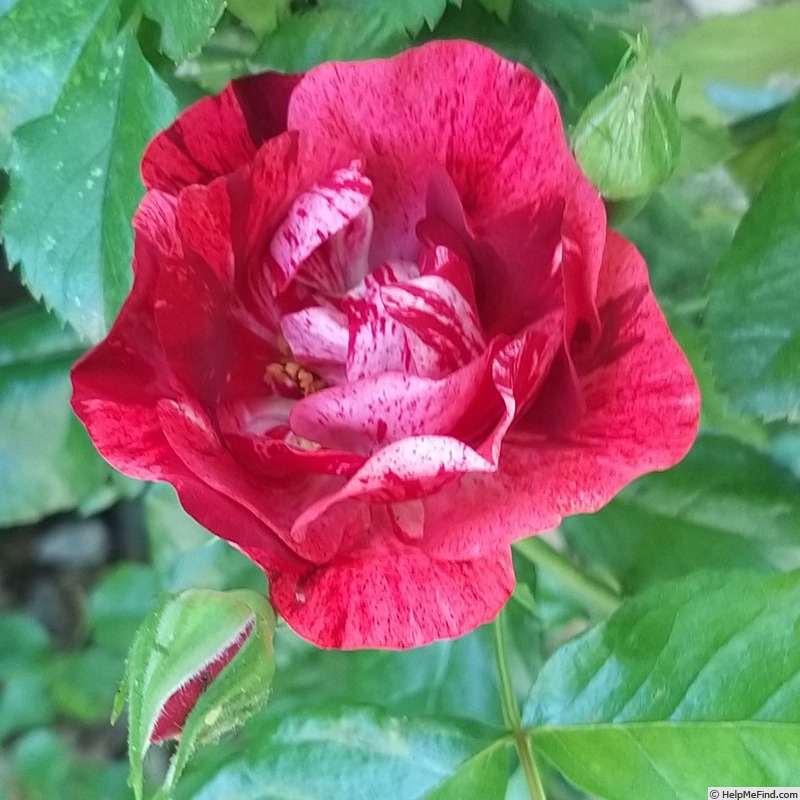 'La Reine de la Nuit ®' rose photo