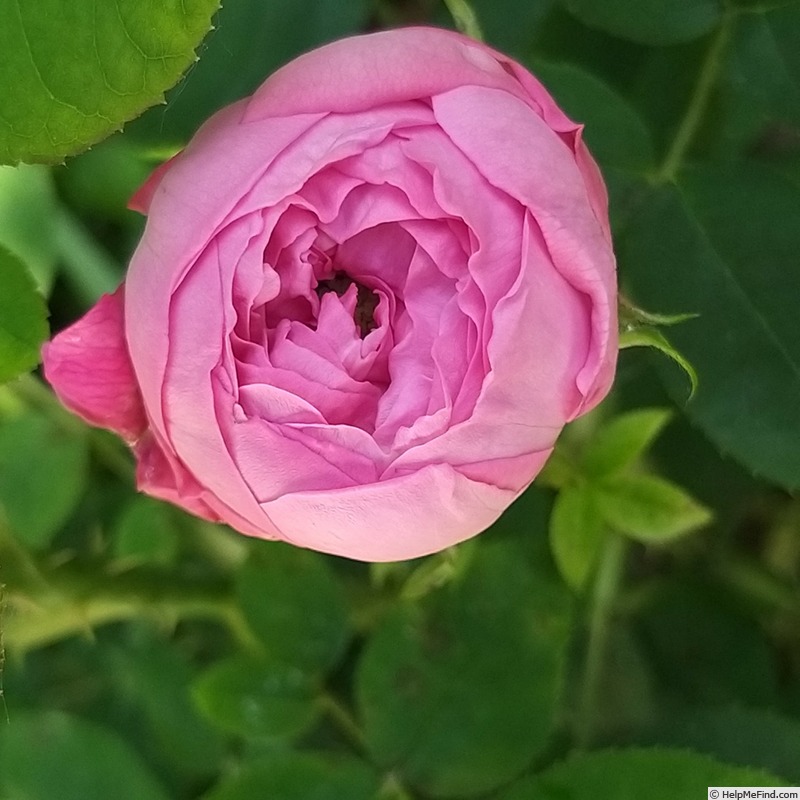 'Comtesse Cécile de Chabrillant' rose photo