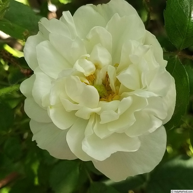 'Alba Suaveolens' rose photo