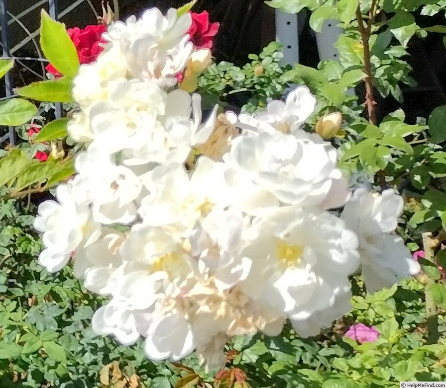 'Gourmet Popcorn' rose photo