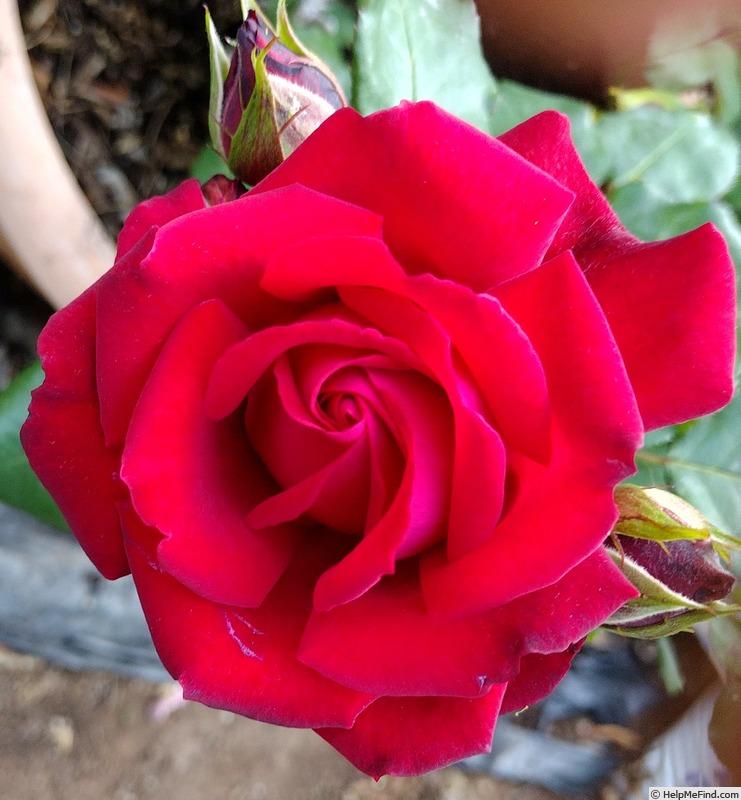 'Bold Ruler' rose photo
