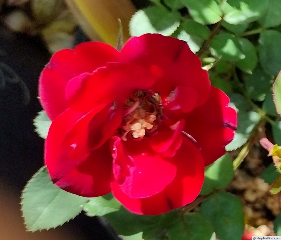 'Red Sunblaze ®' rose photo