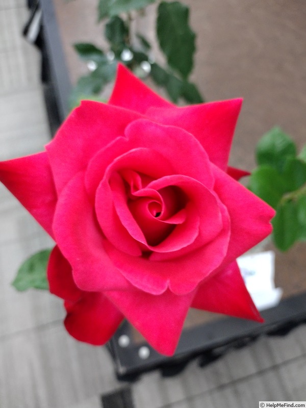 'Clair Elyse' rose photo