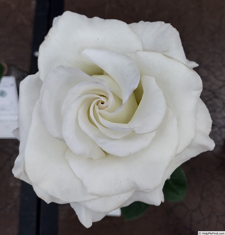 'Donna's Grace' rose photo
