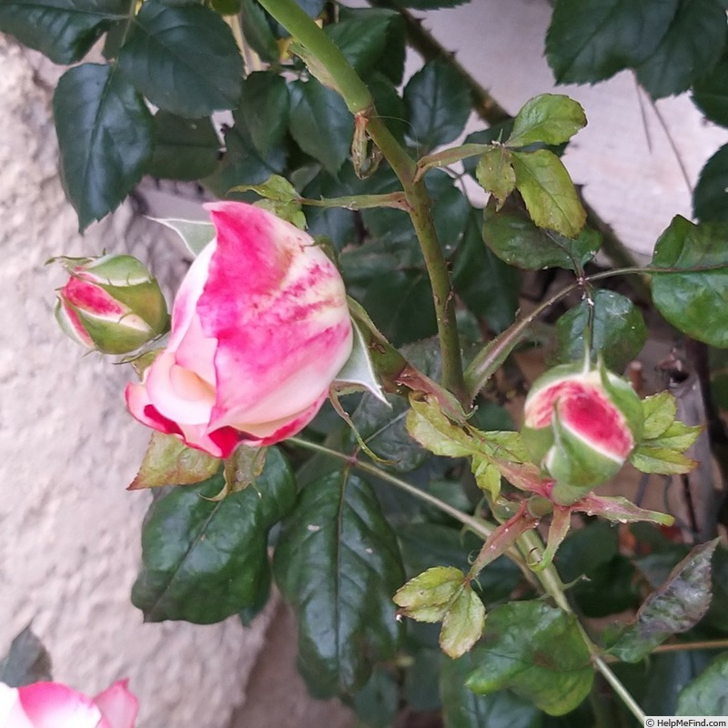 'La Garçonne ®' rose, click to enlarge 'La Garçonne ®' rose photo
