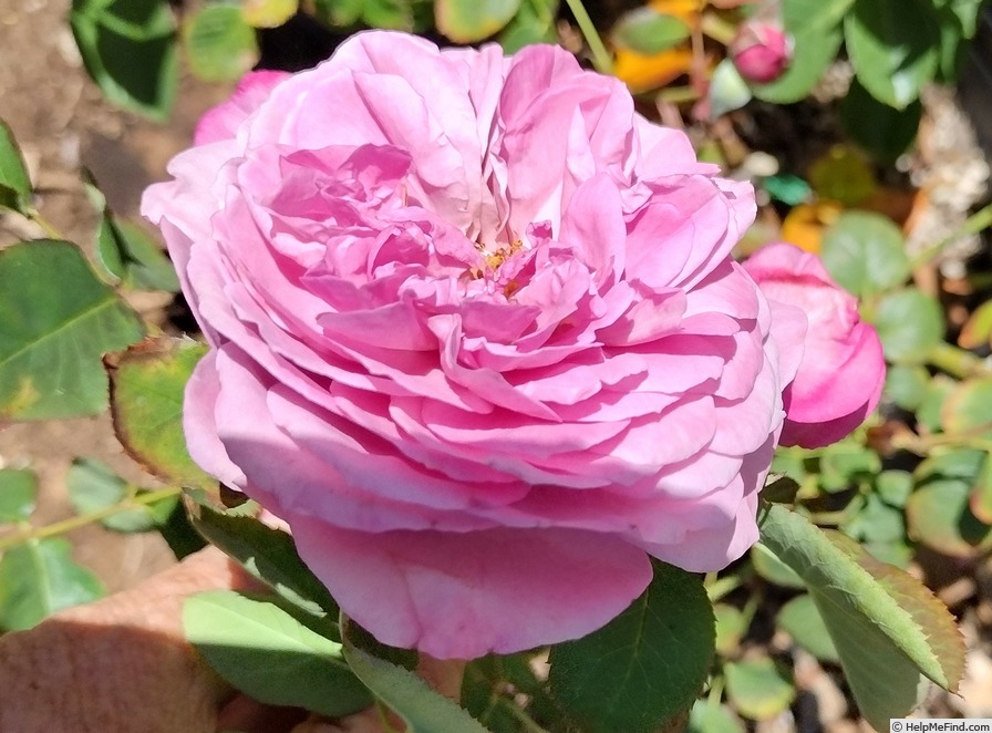'Magenta (floribunda, Kordes 1954)' rose photo