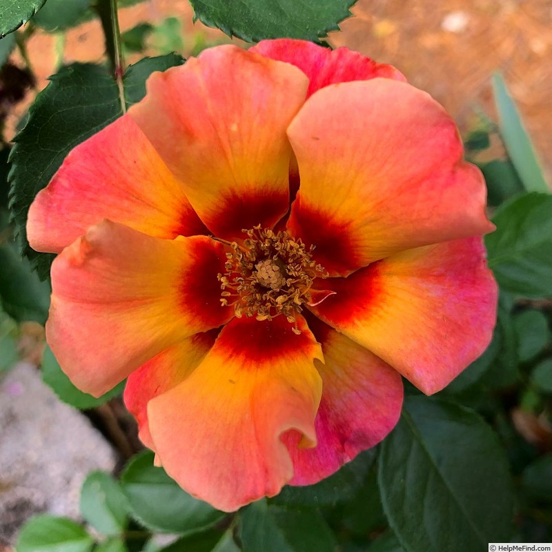 'Eyeconic ® Mango Lemonade' rose photo