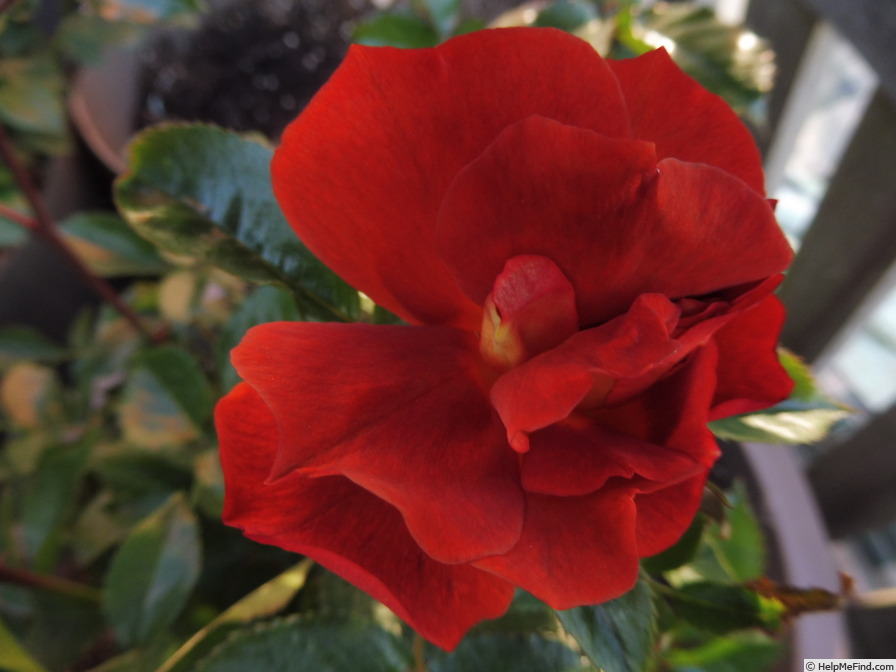 'Espresso ® (floribunda, Spek 2013)' rose photo