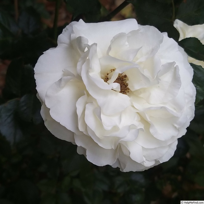 'Palais Royal ®' rose photo