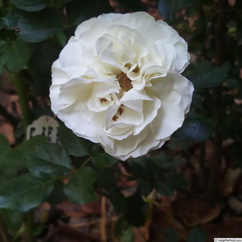 'Palais Royal ®' rose photo