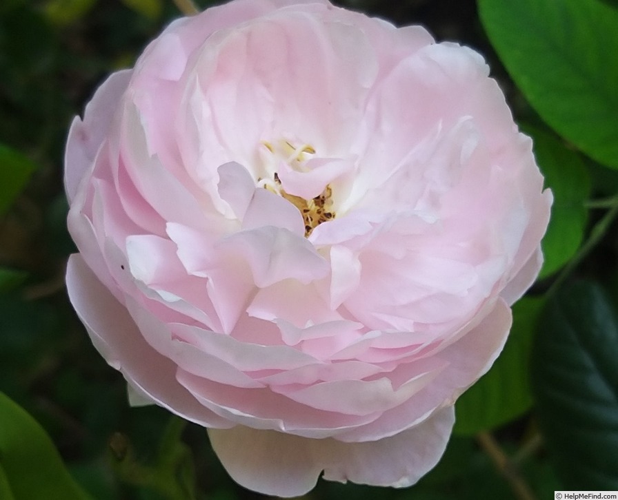 'Scepter'd Isle ®' rose, click to enlarge 'Scepter'd Isle ®' rose photo