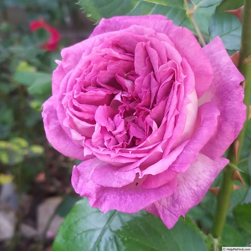 'Thierry Marx ®' rose photo