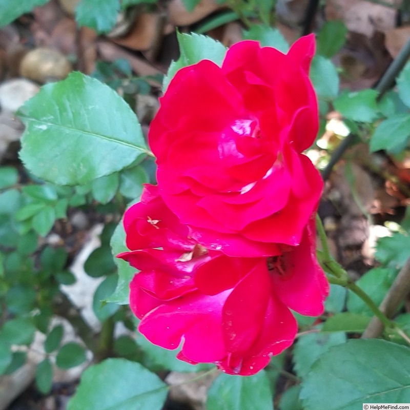 'Rigo Rotilia ®' rose photo