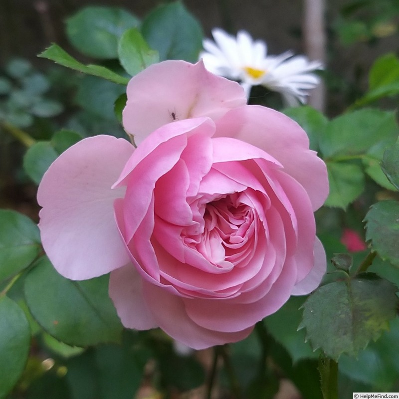 'Mariatheresia ®' rose photo