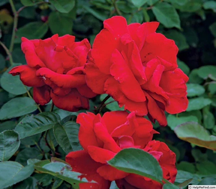 'Rita Dennis' rose photo