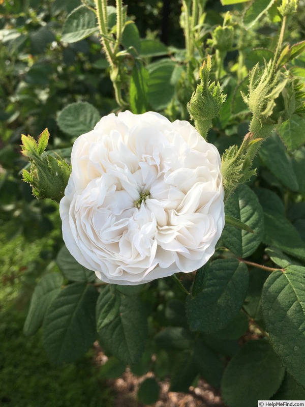 'Madame Hardy (Damask, Hardy, 1831)' rose photo