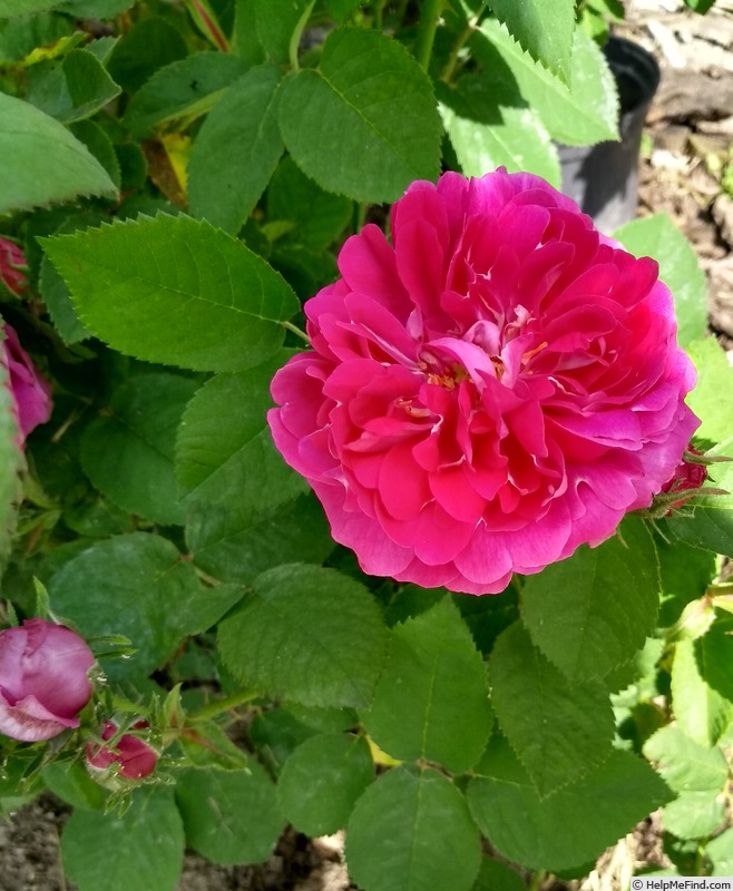 'Rouge Marbrée' rose photo