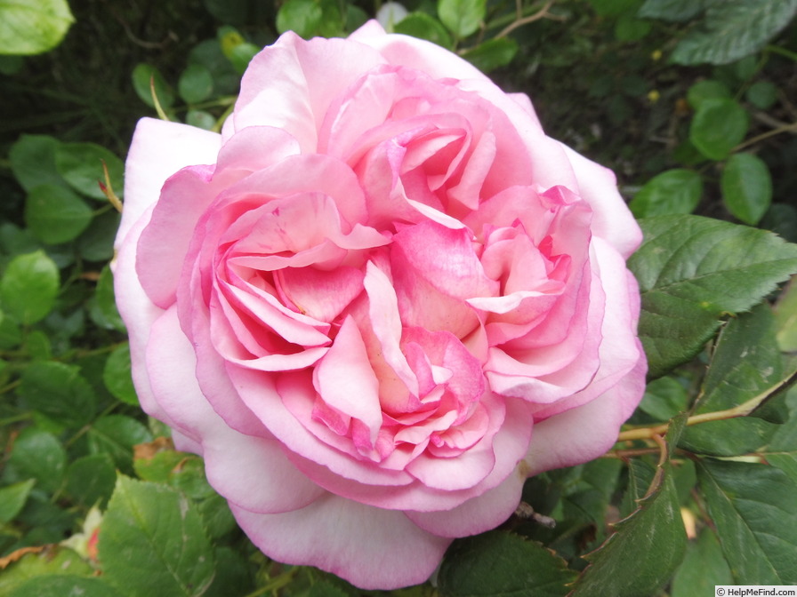 'Rose vom Ruhrtal ®' rose photo