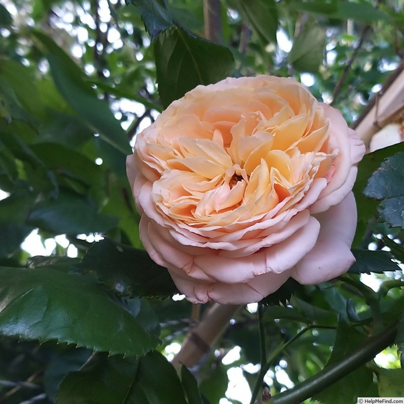 'Domaine de Chantilly®' rose photo