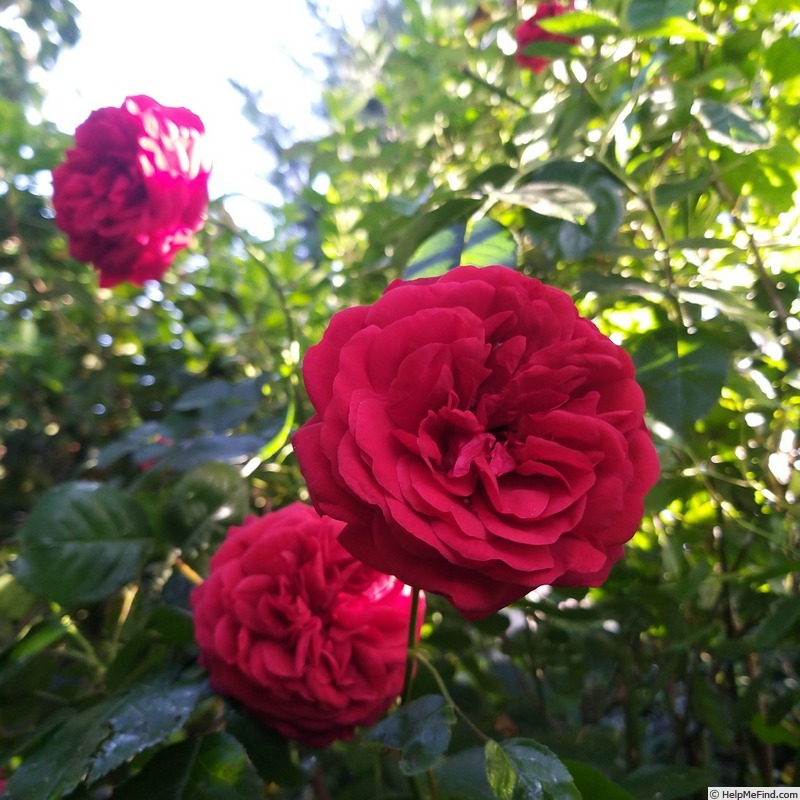 'Scarlet Bonica ®' rose photo