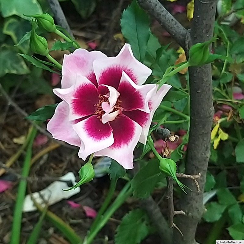 'Trendy Babylon Eyes ®' rose, click to enlarge 'Trendy Babylon Eyes ®' rose photo