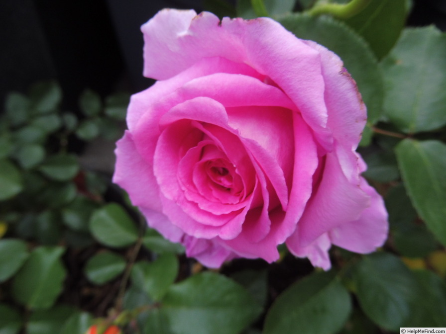 'Claire Marshall' rose photo