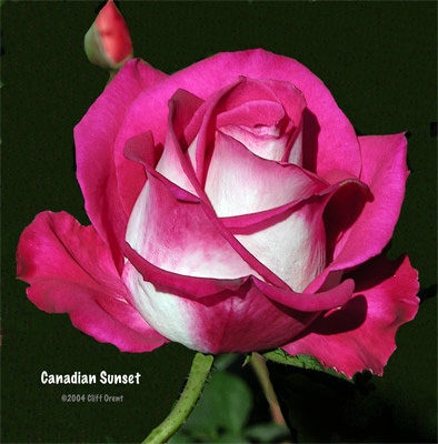 'Canadian Sunset' rose photo