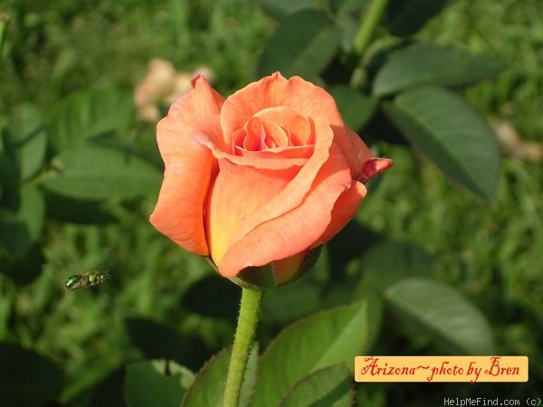 'Arizona (grandiflora, Swim & Weeks, 1973)' rose photo