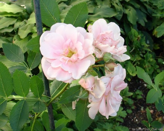 'Prairie Youth' rose photo