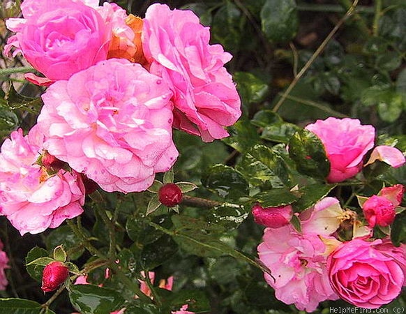 'Blushing Lucy' rose photo