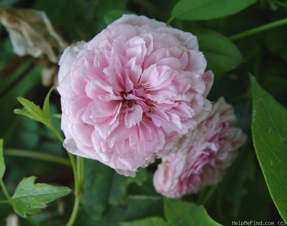 'Marquise Orsola Spinola' rose photo