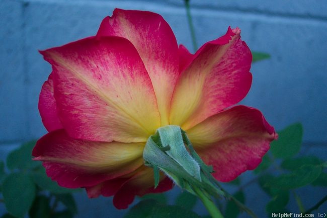 'Demain' rose photo