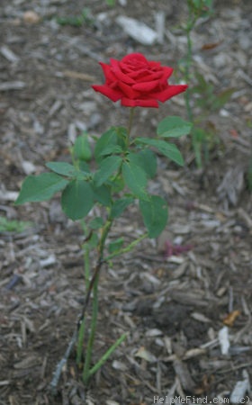 'Christian Dior' rose photo