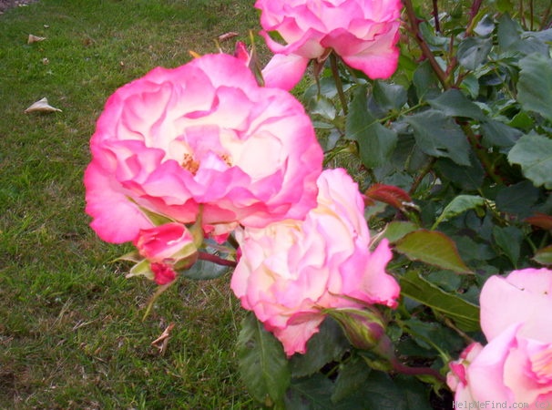 'Carmagnole ®' rose, click to enlarge 'Carmagnole ®' rose photo