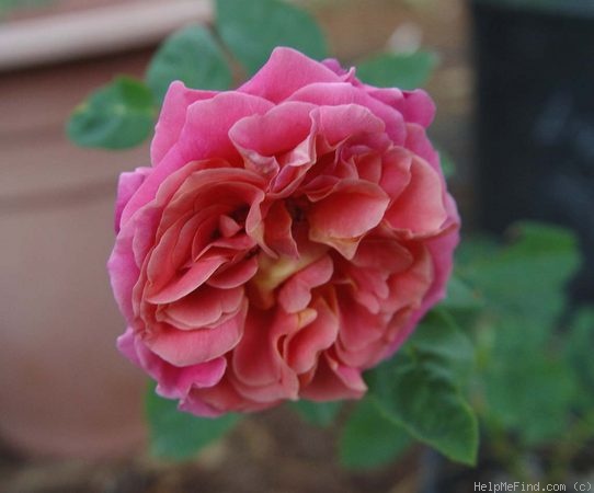 'Catalònia (pernetiana, Dot, 1931)' rose photo