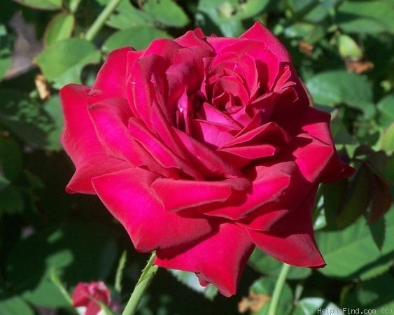 'Precious Platinum' rose photo