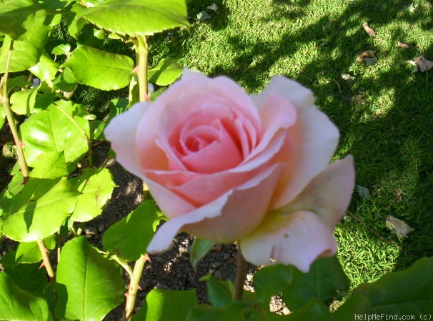 'Bel Ange' rose photo