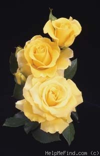 'Phyllis Diller ™' rose photo