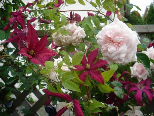 'Probuzeni' rose photo