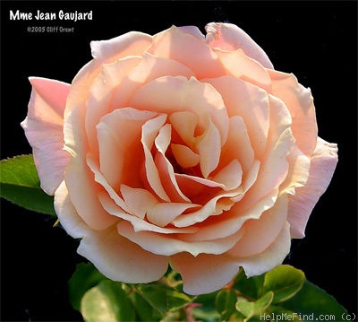 'Madame Jean Gaujard' rose, click to enlarge 'Madame Jean Gaujard' rose photo