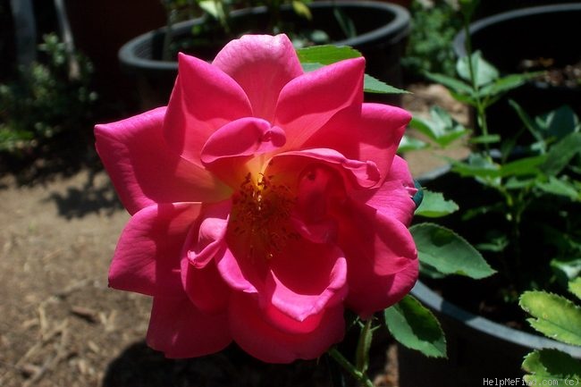 'Madame Nicholas Aussel' rose photo