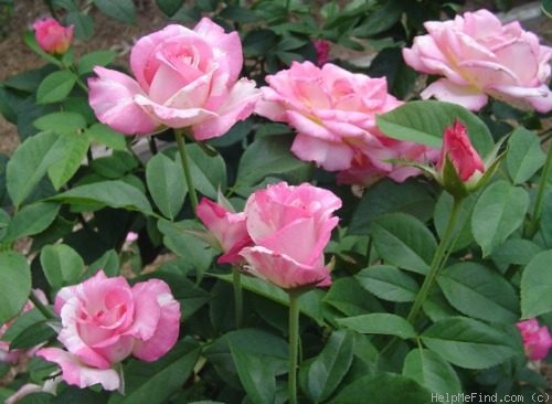 'Cabana ™ (hybrid tea, Zary, 2000)' rose photo